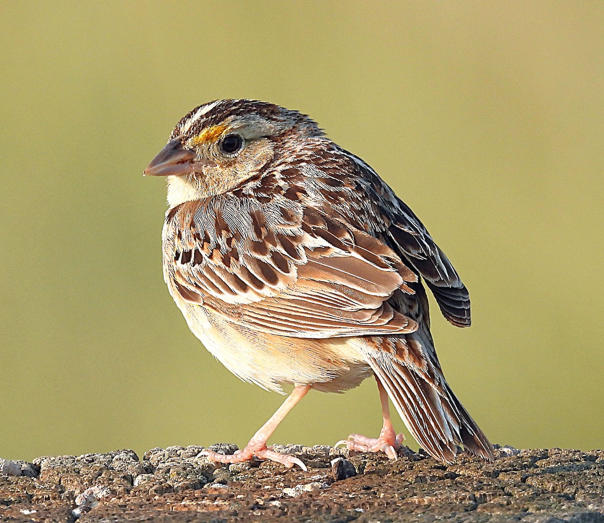 Grasshopper Sparrow - ML638030901