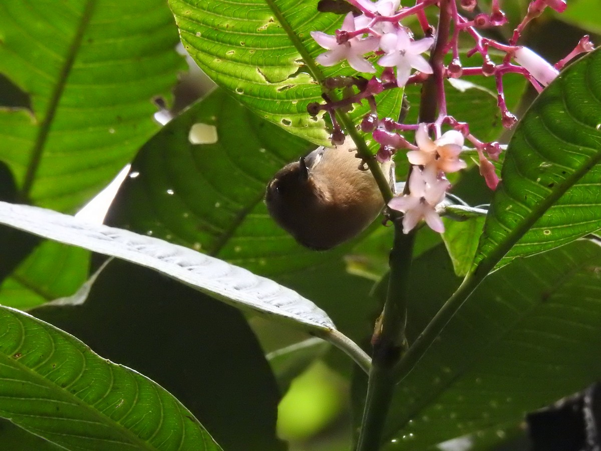 White-sided Flowerpiercer - ML638030903