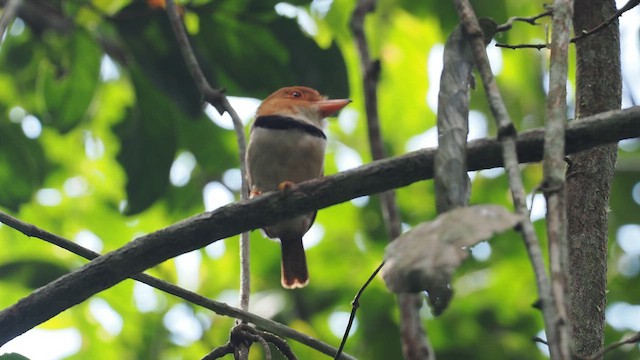 Collared Puffbird - ML638030909