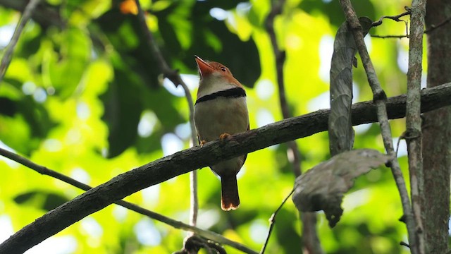 Collared Puffbird - ML638030910