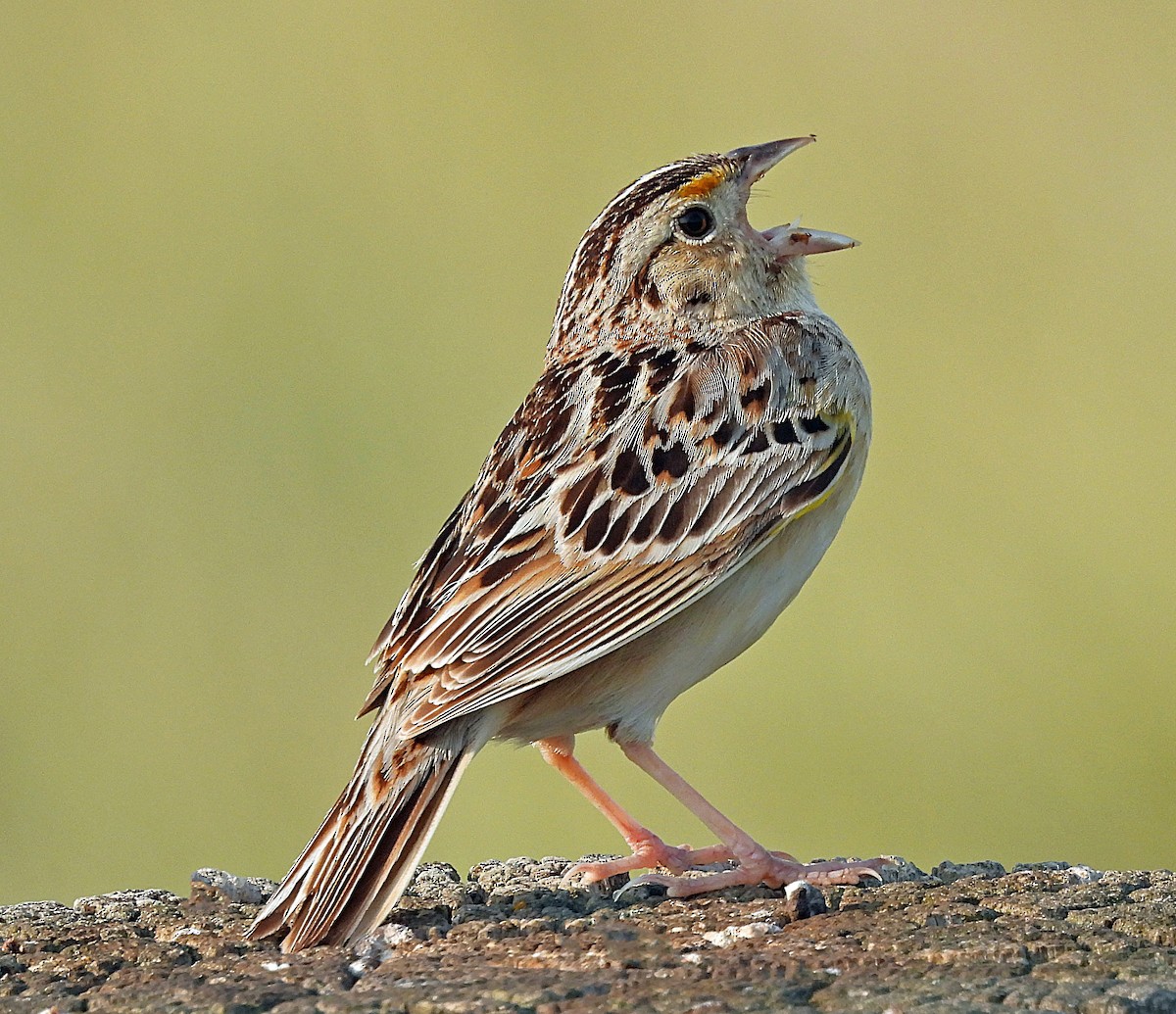 Grasshopper Sparrow - ML638030912