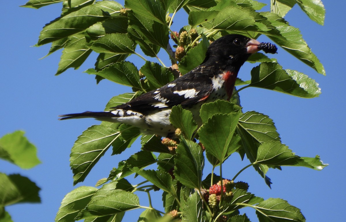 Rose-breasted Grosbeak - ML638030919