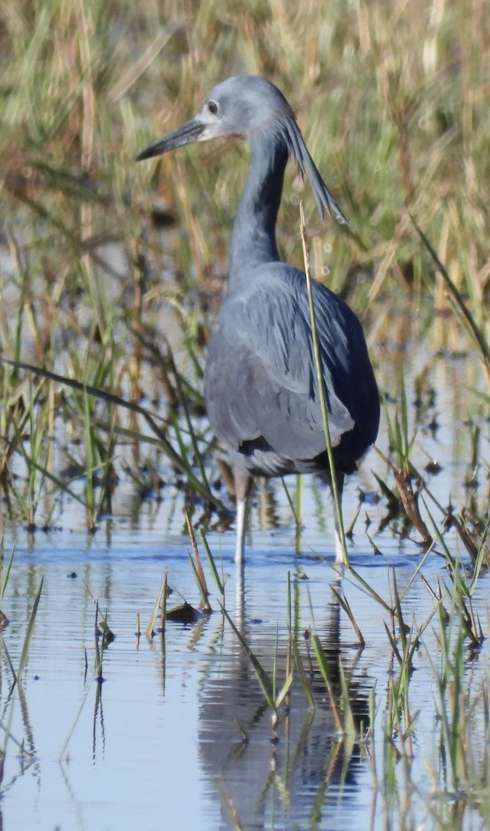 Slaty Egret - ML638030927