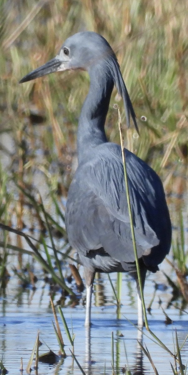 Slaty Egret - ML638030929
