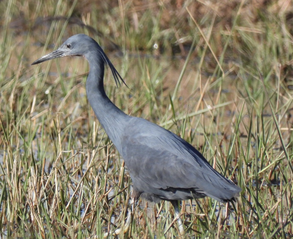 Slaty Egret - ML638030930