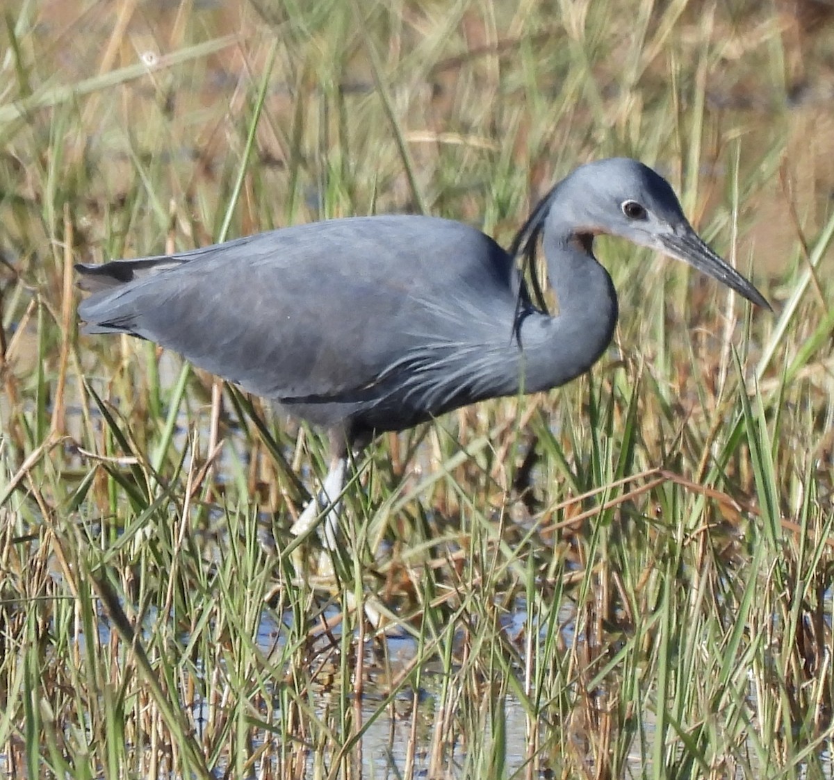 Slaty Egret - ML638030931