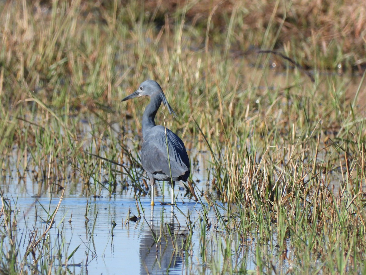 Slaty Egret - ML638030932