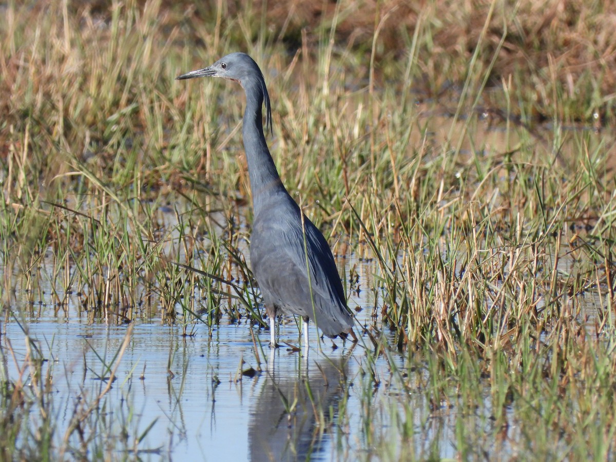 Slaty Egret - ML638030933