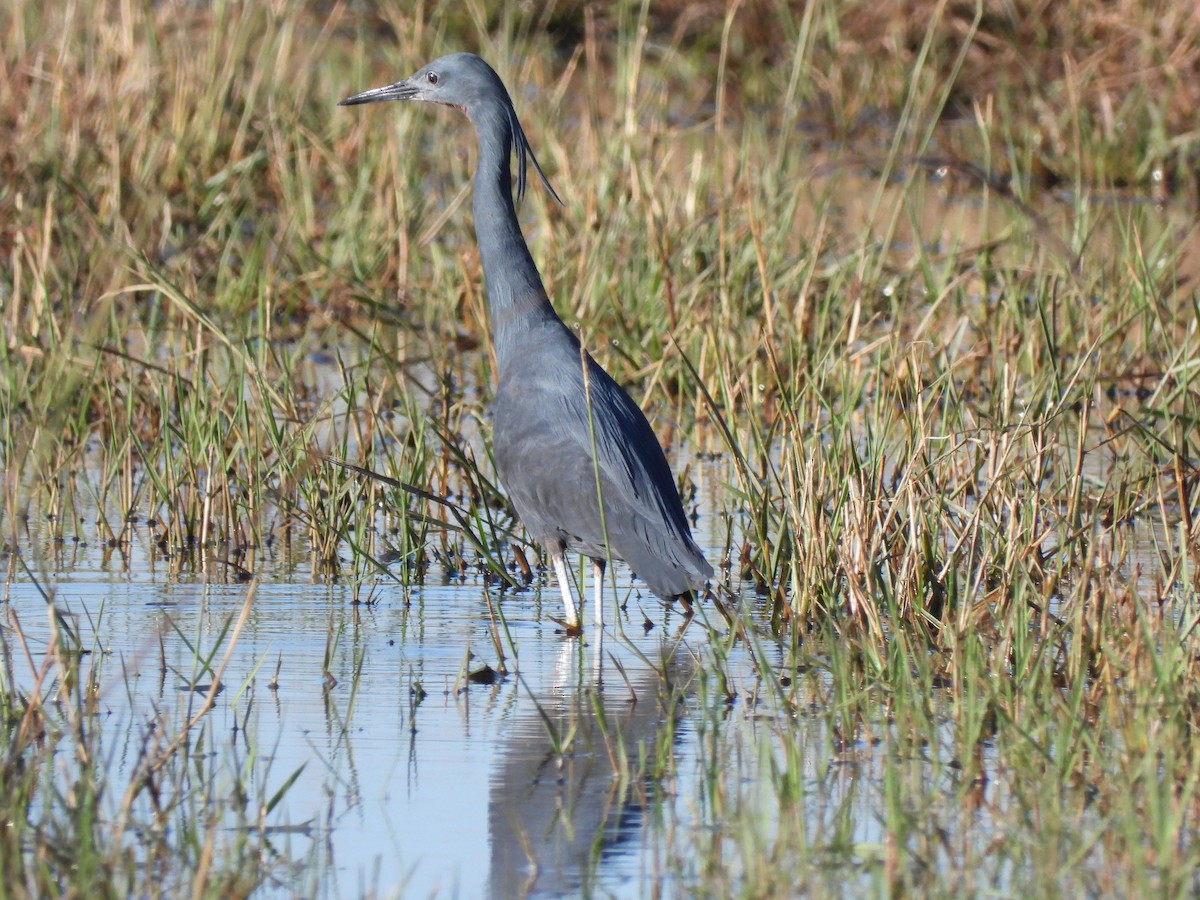 Slaty Egret - ML638030934