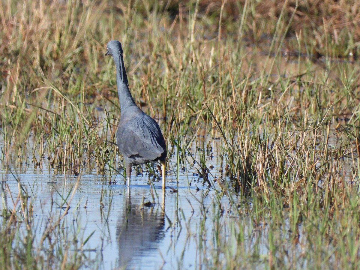 Slaty Egret - ML638030936
