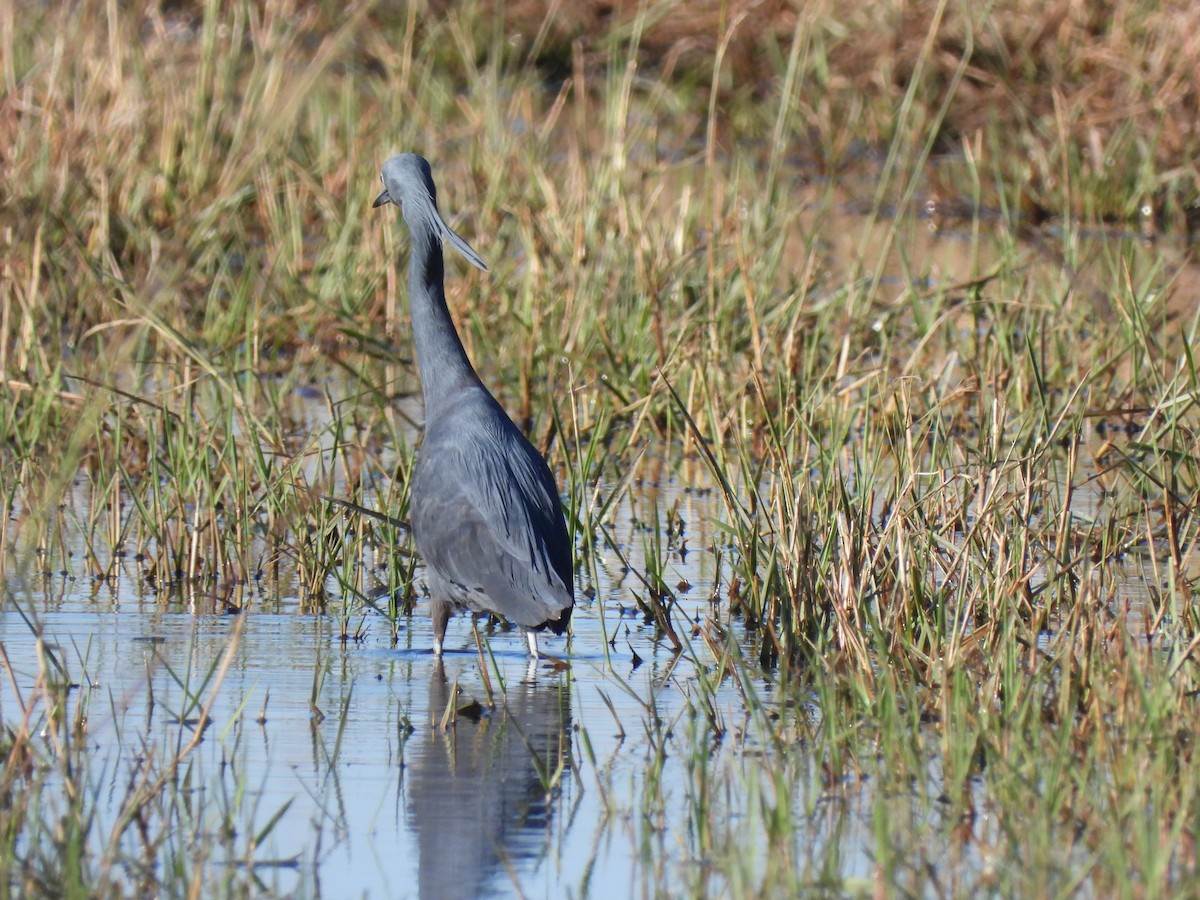 Slaty Egret - ML638030937