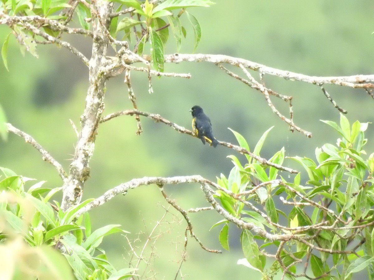 Yellow-bellied Siskin - ML638030938