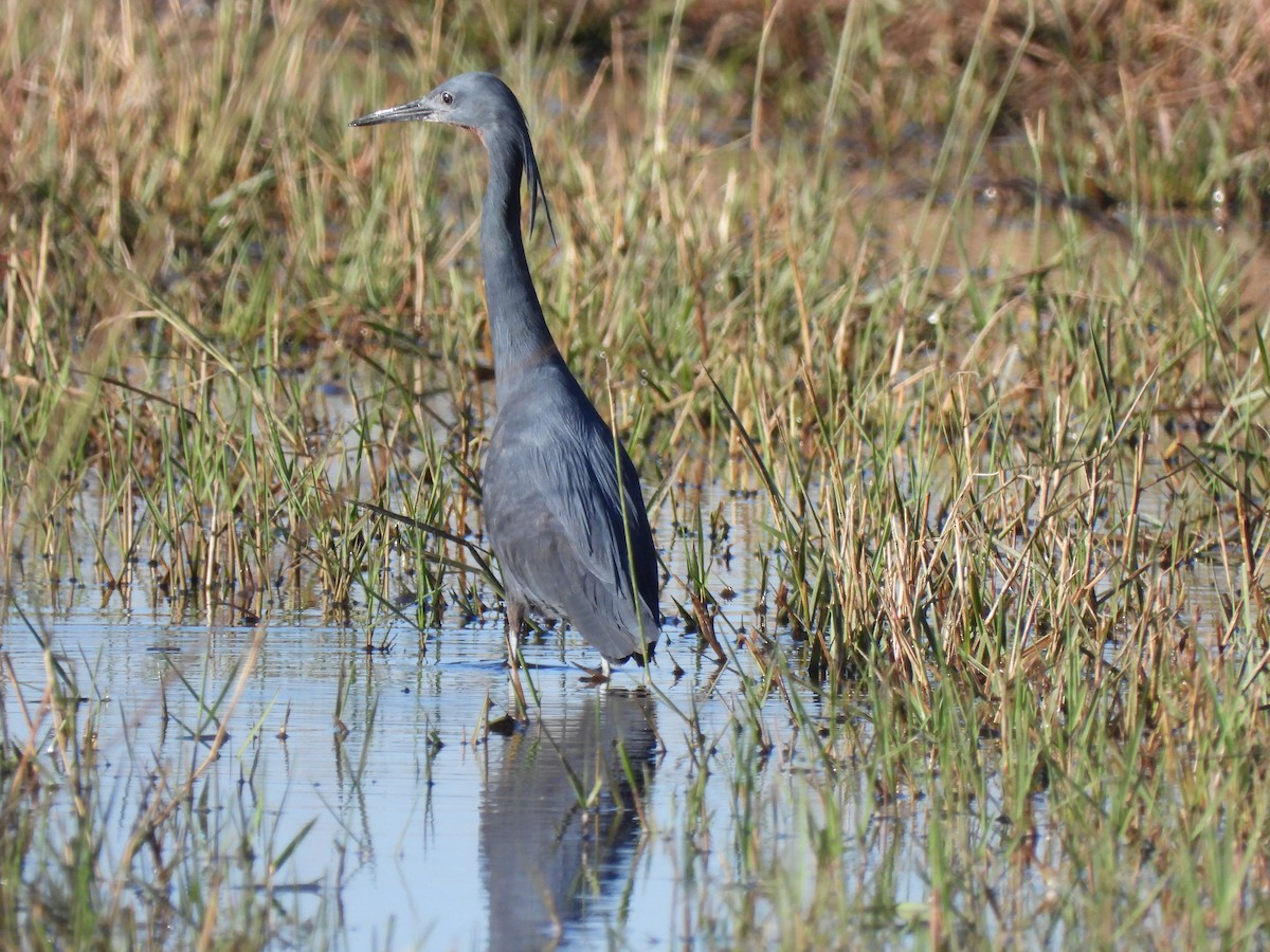 Slaty Egret - ML638030939