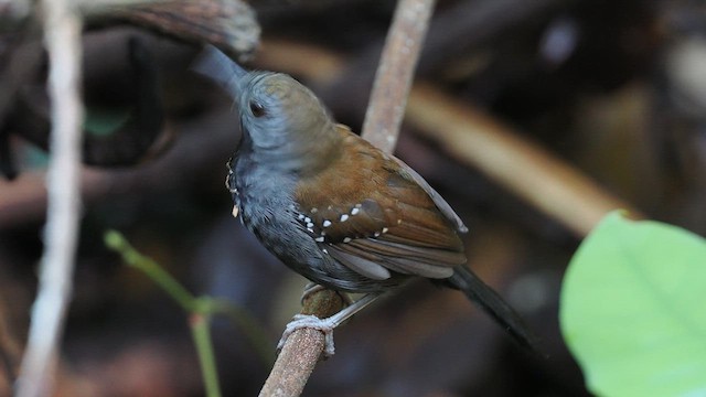 Braunscheitel-Ameisenvogel - ML638030962