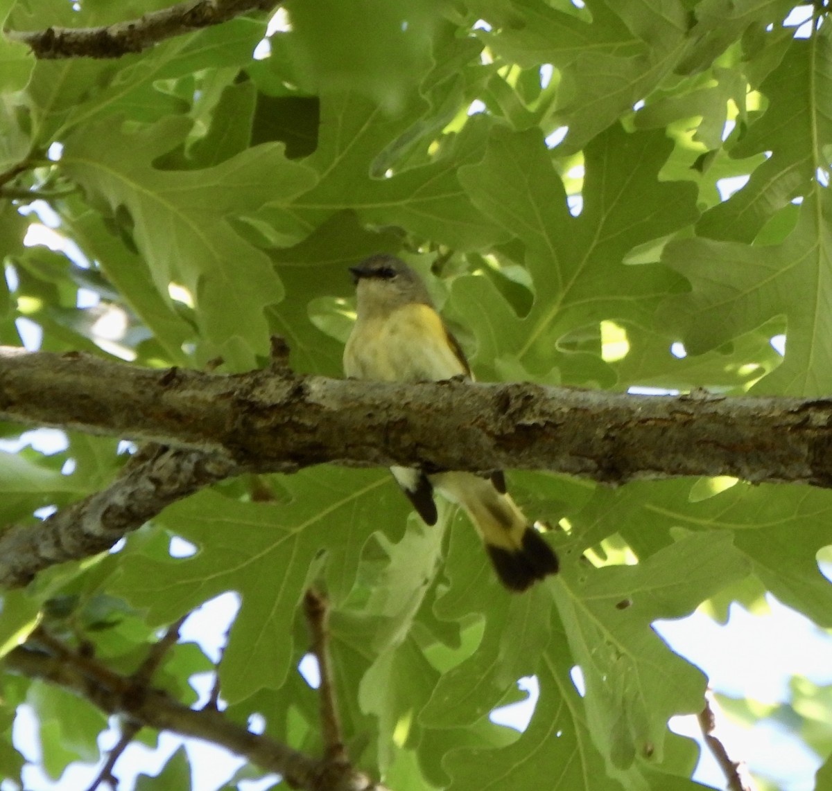 American Redstart - ML638030971