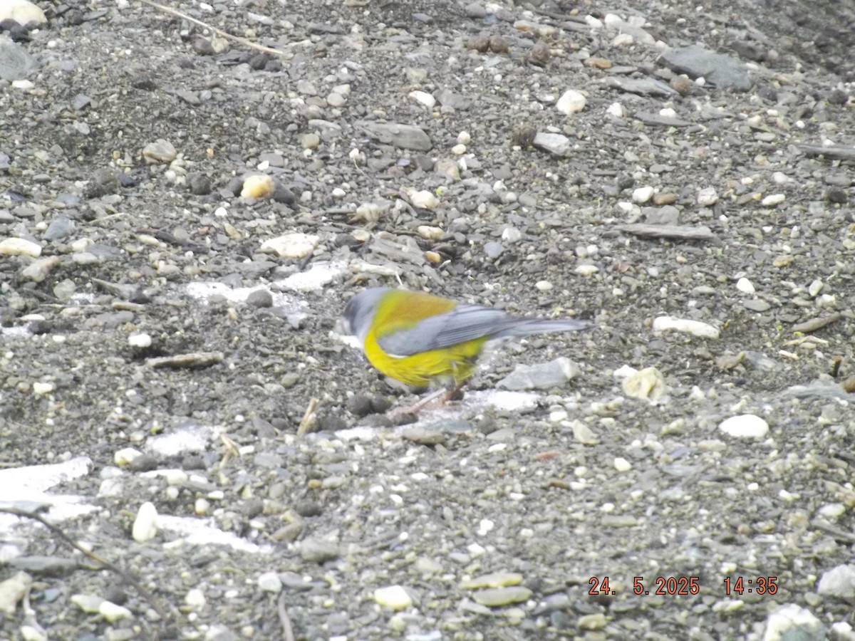 Patagonian Sierra Finch - ML638031040