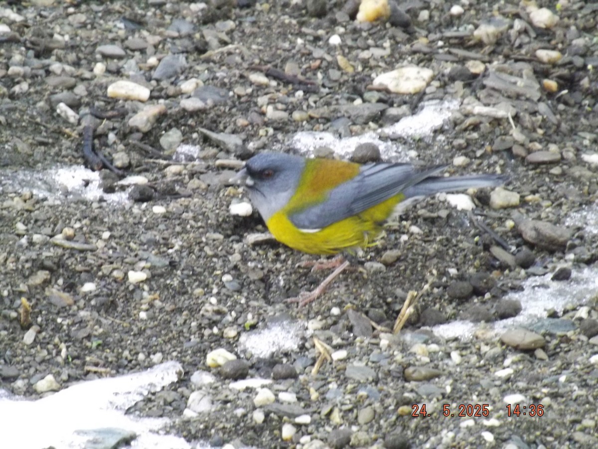 Patagonian Sierra Finch - ML638031042