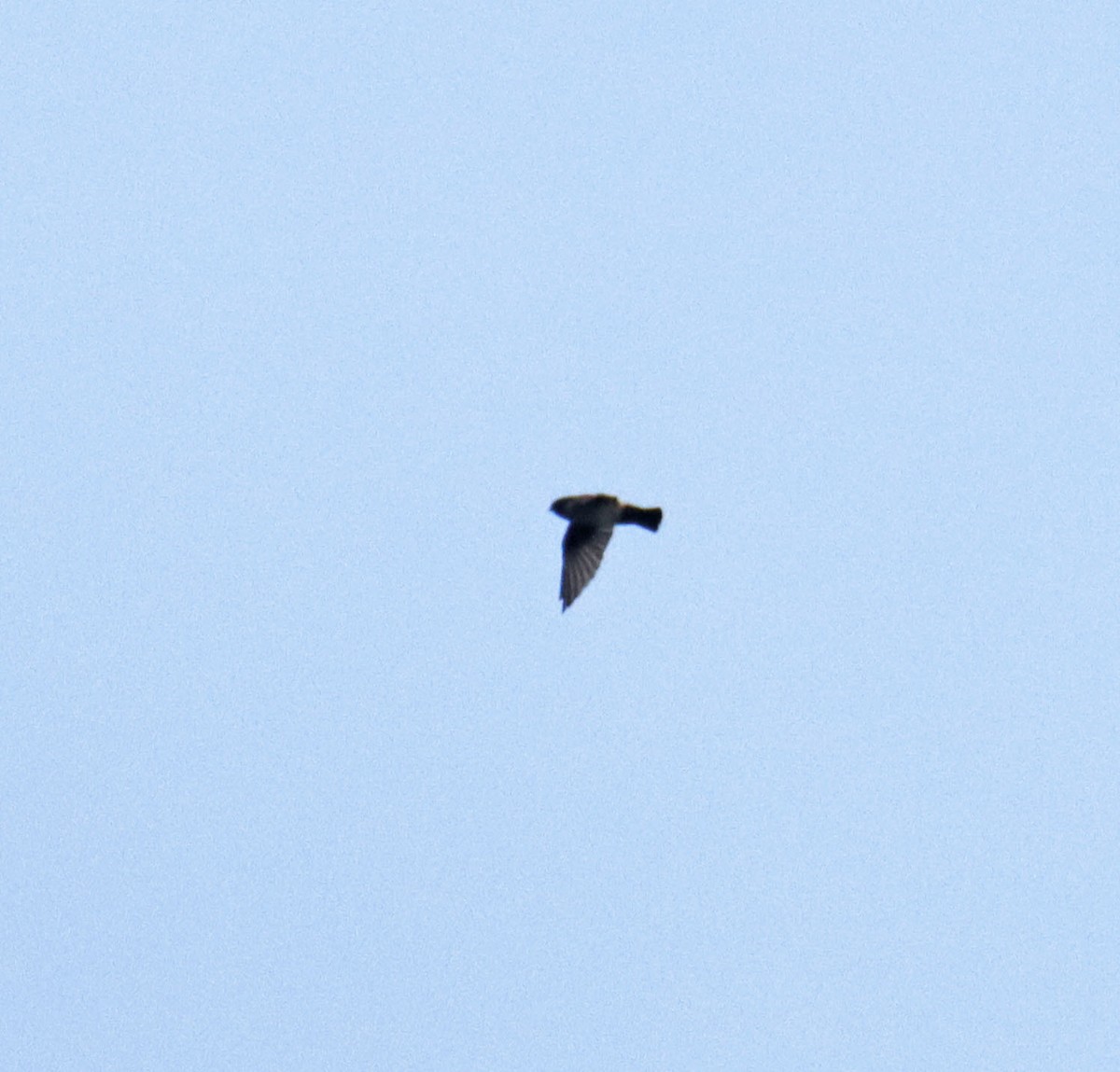 White-throated Needletail - ML638031074