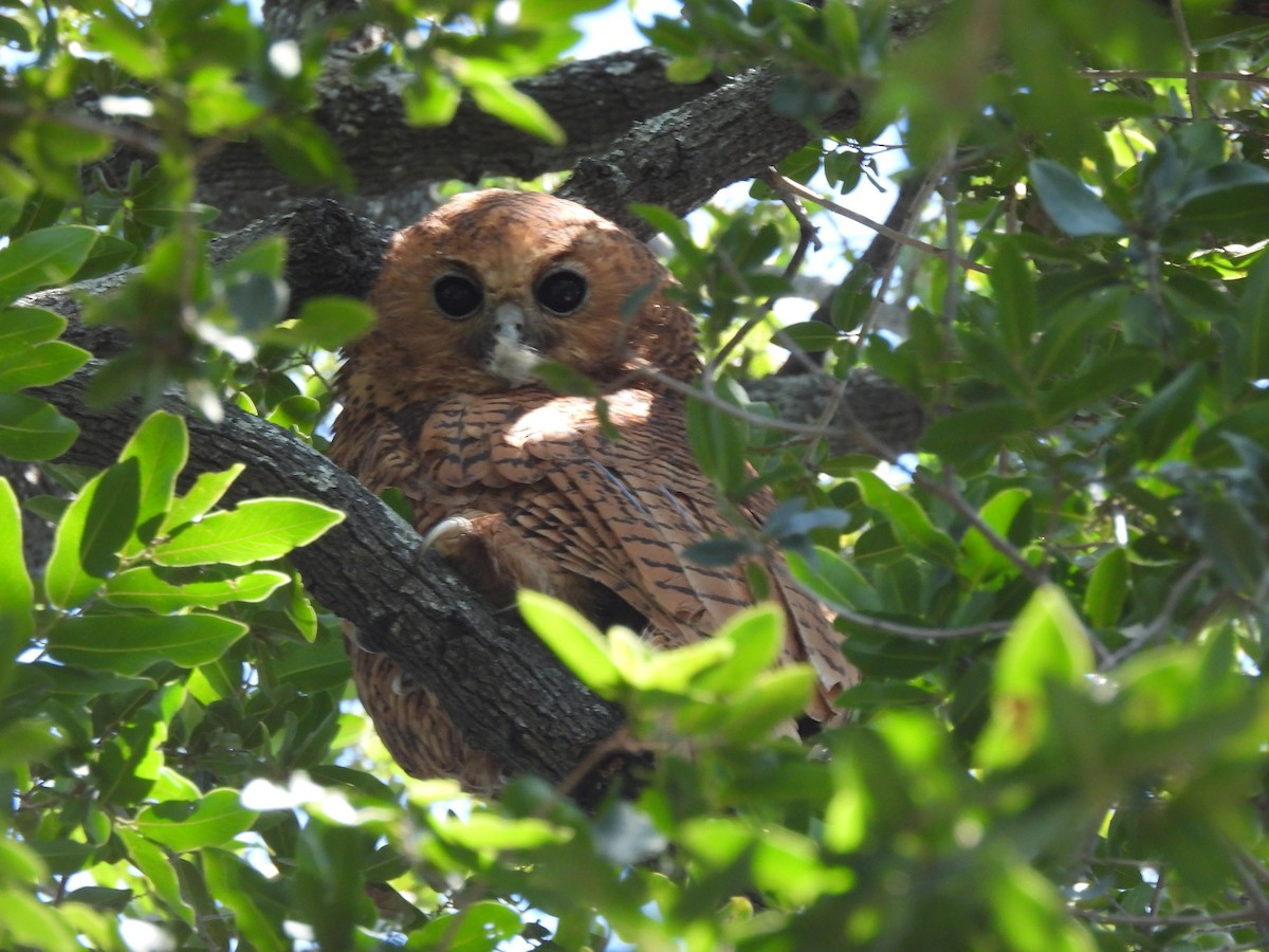Pel's Fishing-Owl - ML638031090