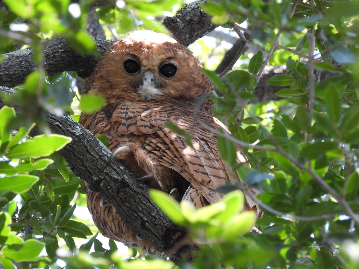 Pel's Fishing-Owl - ML638031091