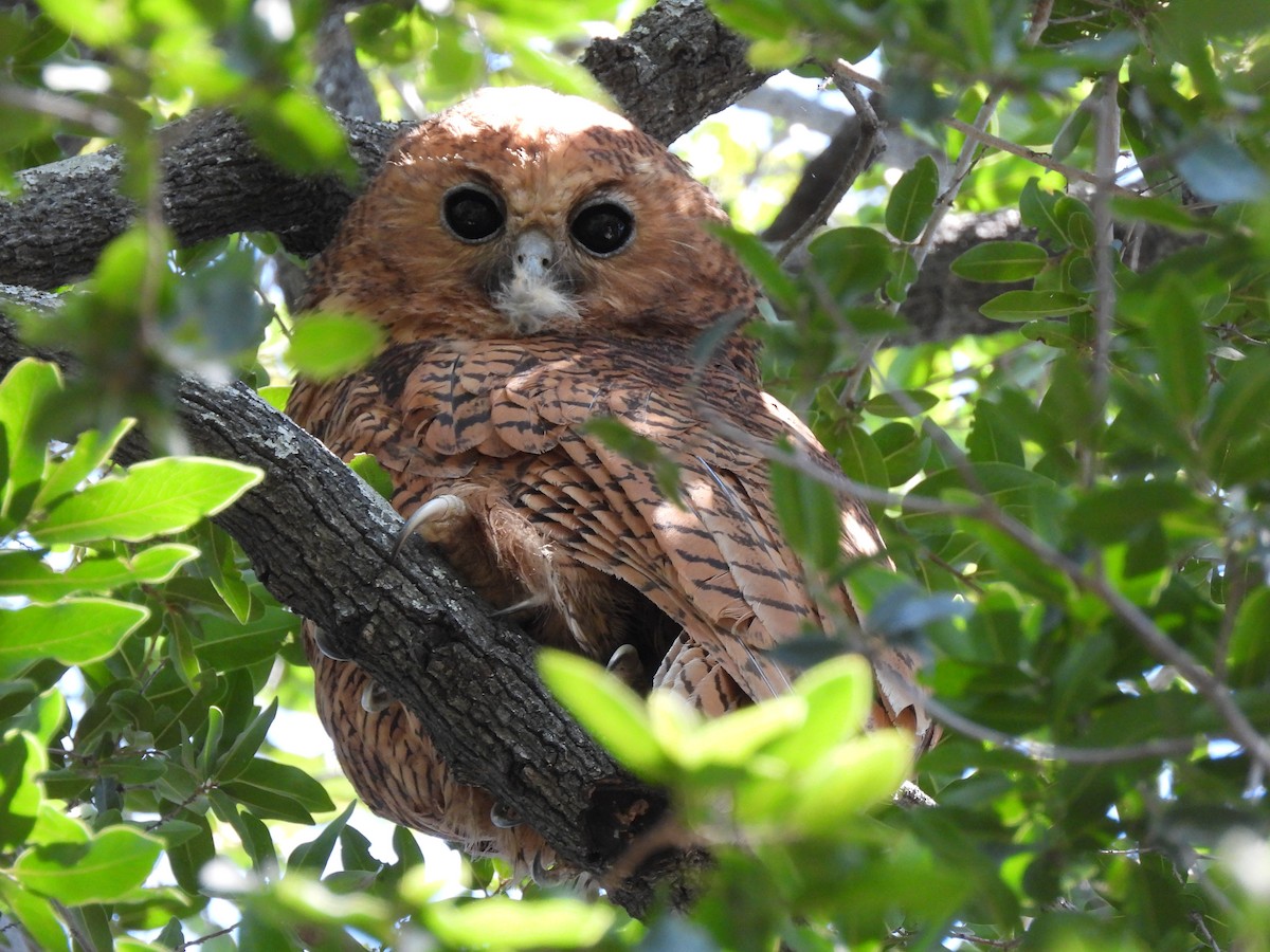 Pel's Fishing-Owl - ML638031092