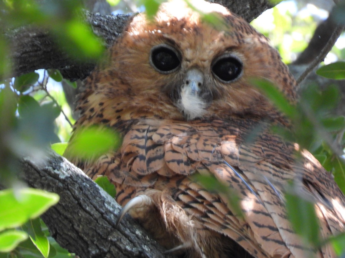 Pel's Fishing-Owl - ML638031094