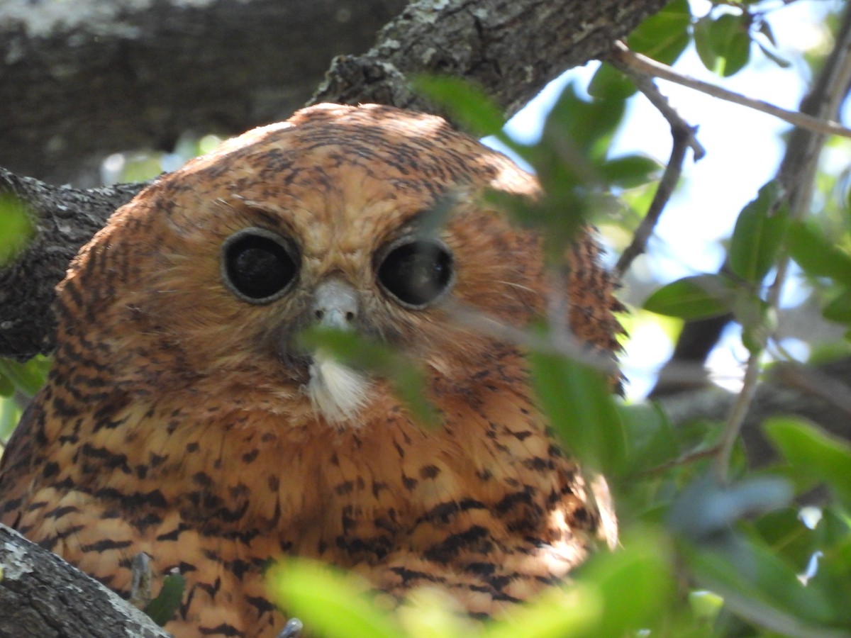 Pel's Fishing-Owl - ML638031095