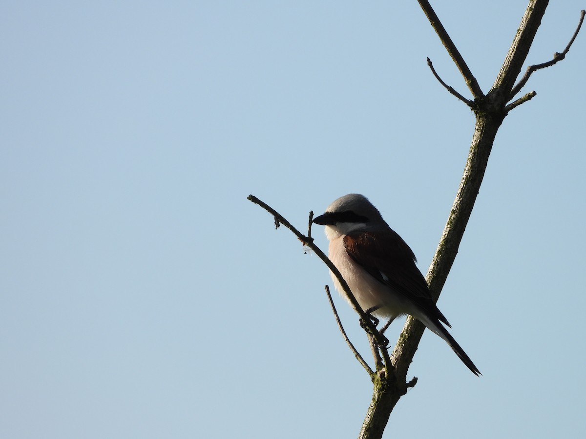 Red-backed Shrike - ML638031113
