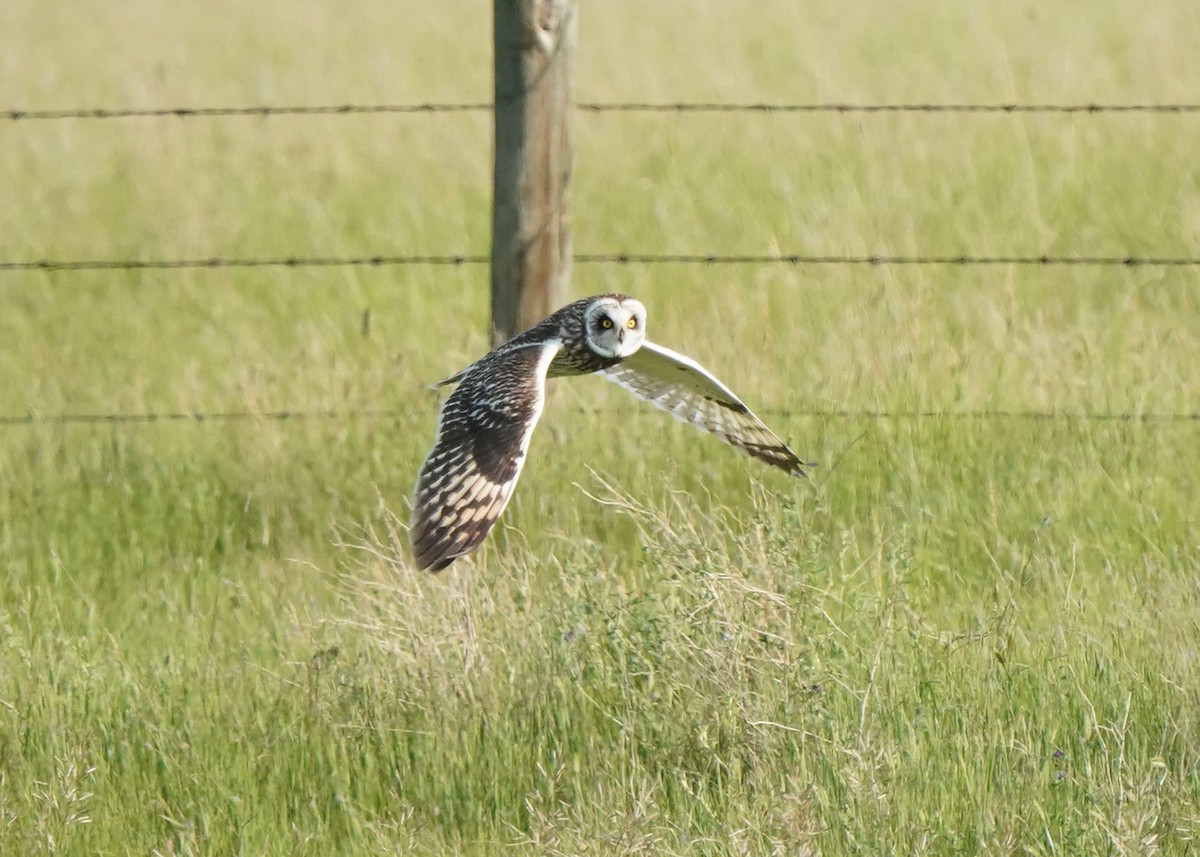 Short-eared Owl - ML638031114