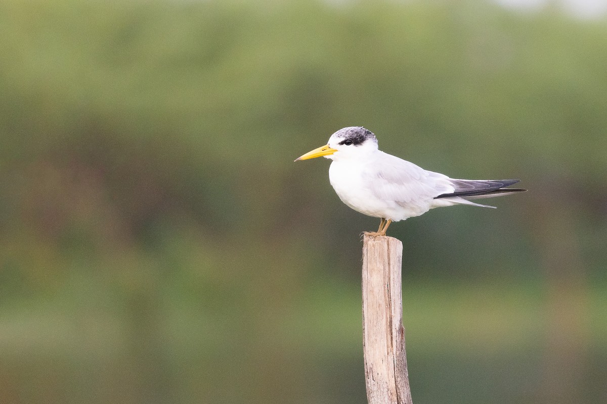 Yellow-billed Tern - ML638031131