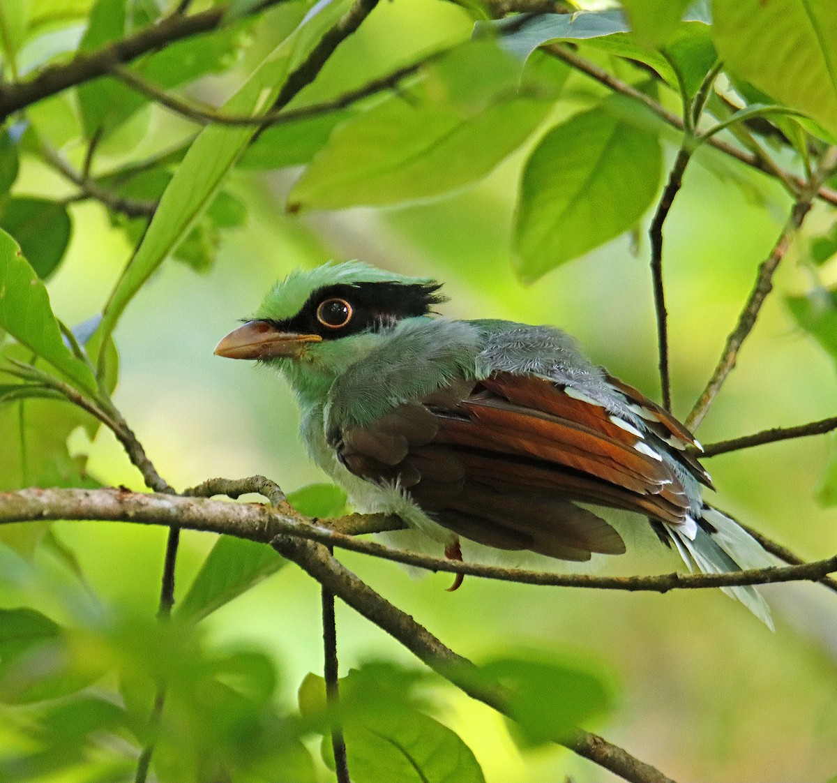 Common Green-Magpie - ML638031134