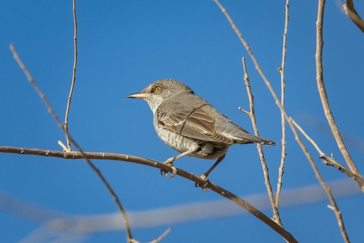 Barred Warbler - ML638031159