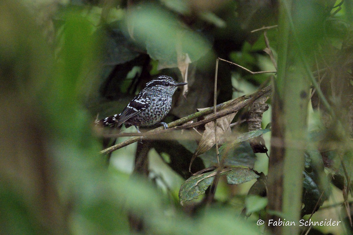 Scaled Antbird - ML638031171