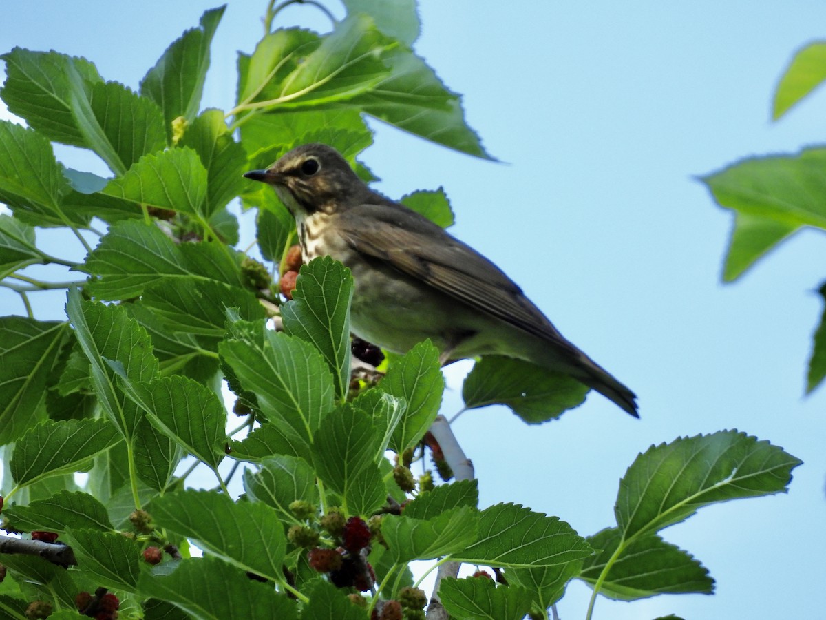 Swainson's Thrush - ML638031200