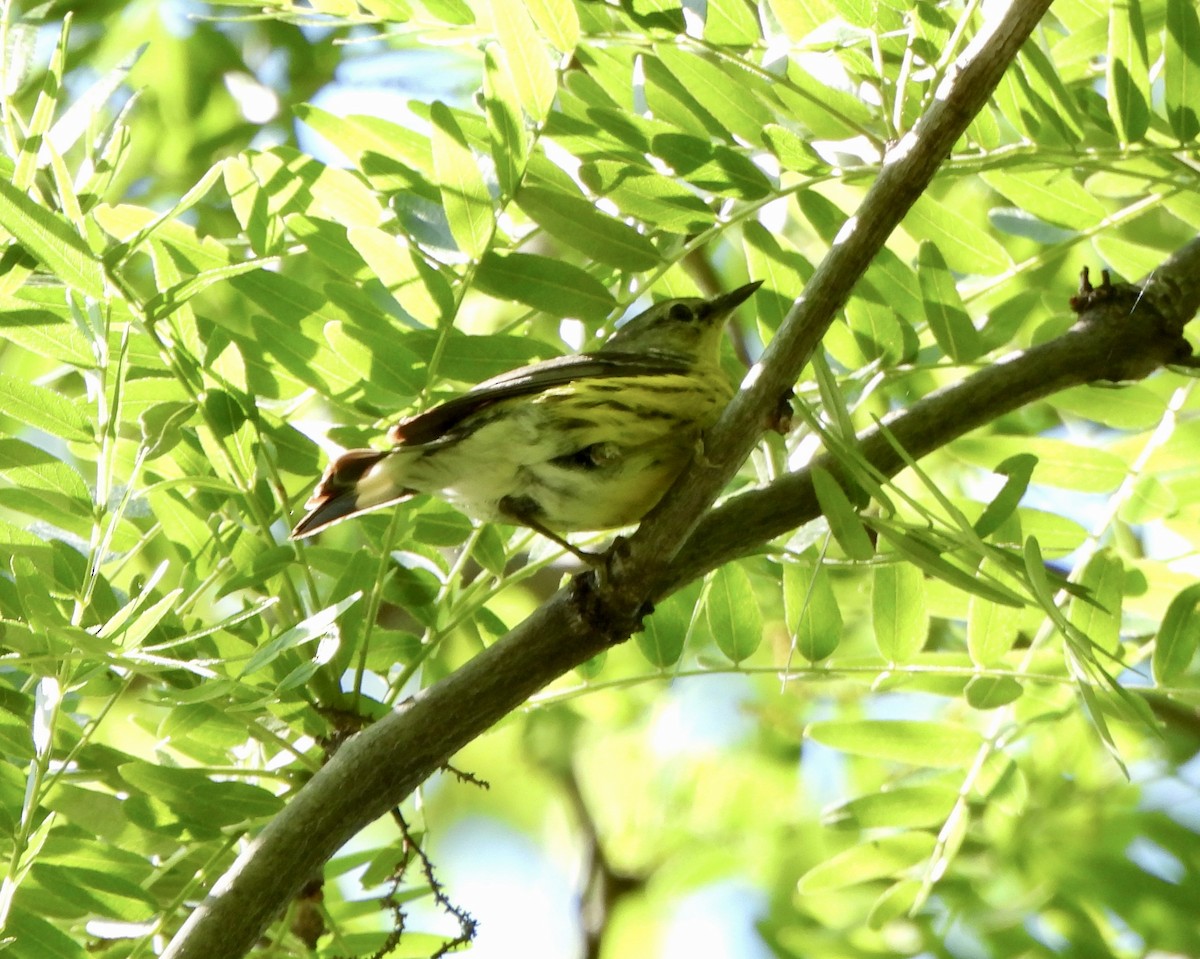 Magnolia Warbler - ML638031236