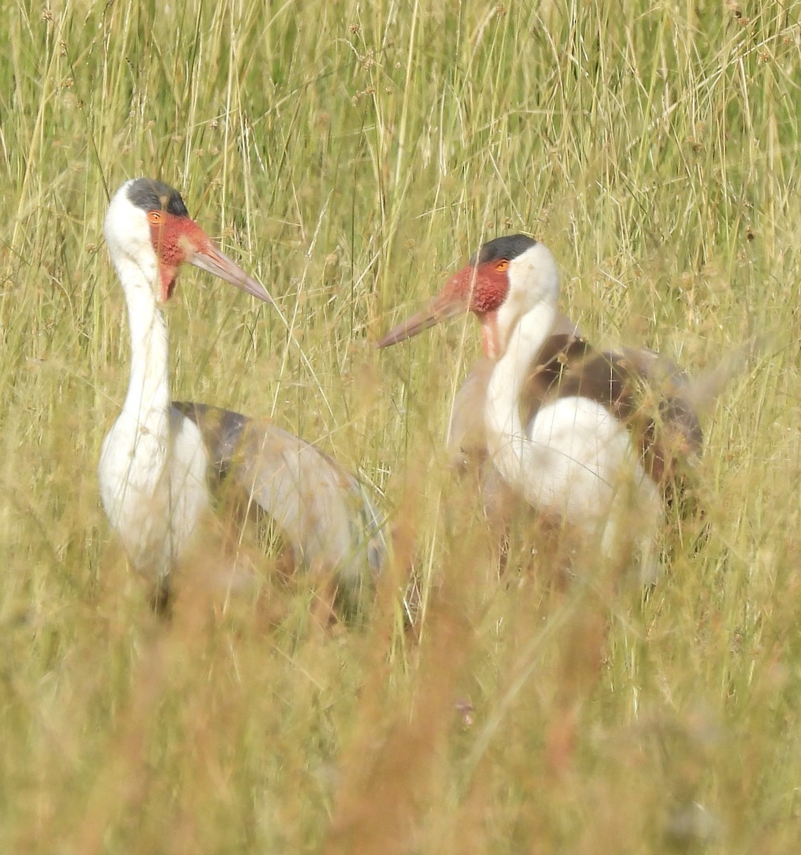 Wattled Crane - ML638031242