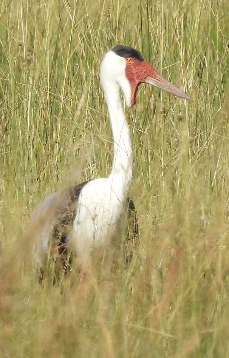 Wattled Crane - ML638031243