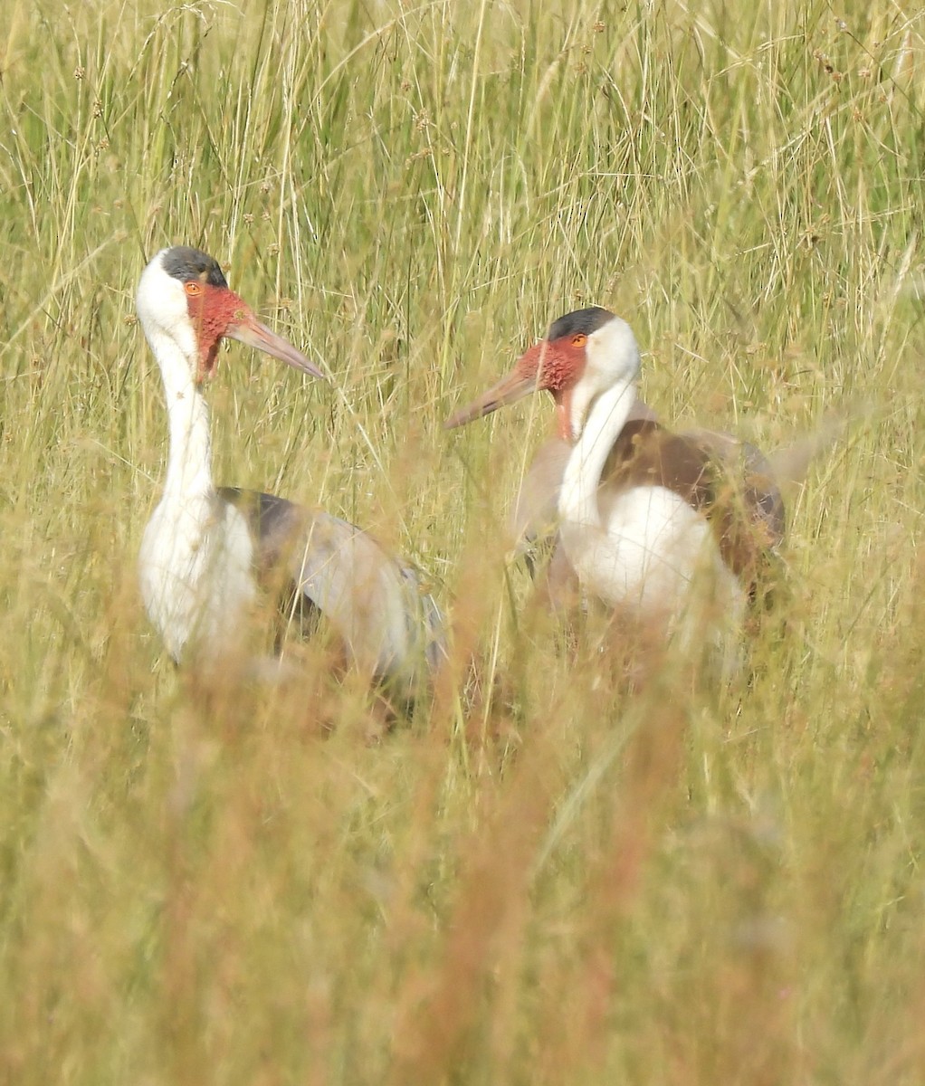 Wattled Crane - ML638031244