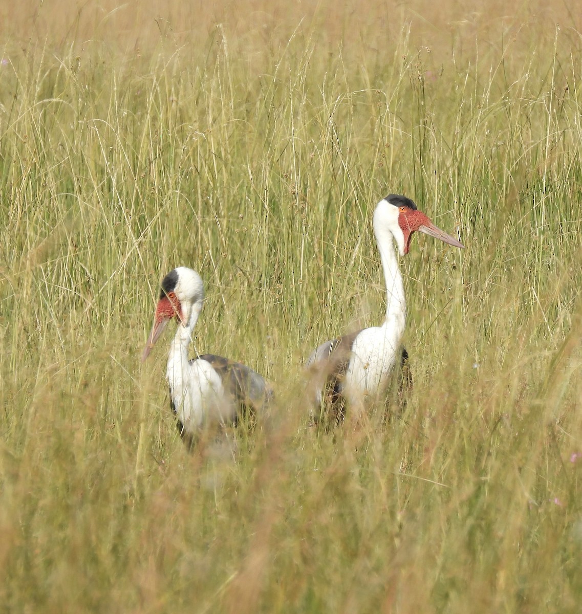 Wattled Crane - ML638031245