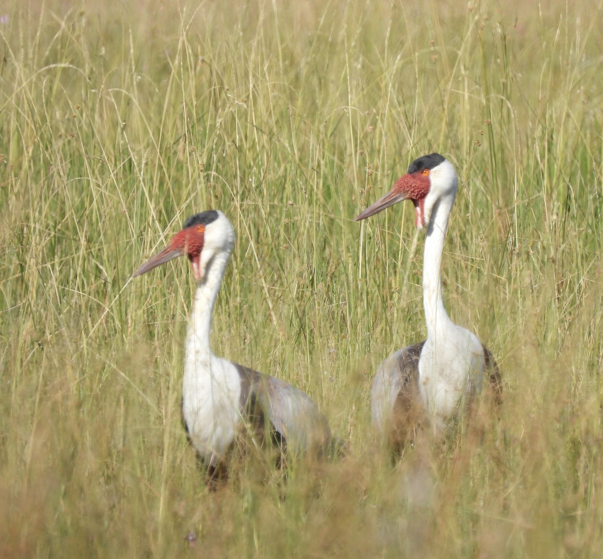 Wattled Crane - ML638031246