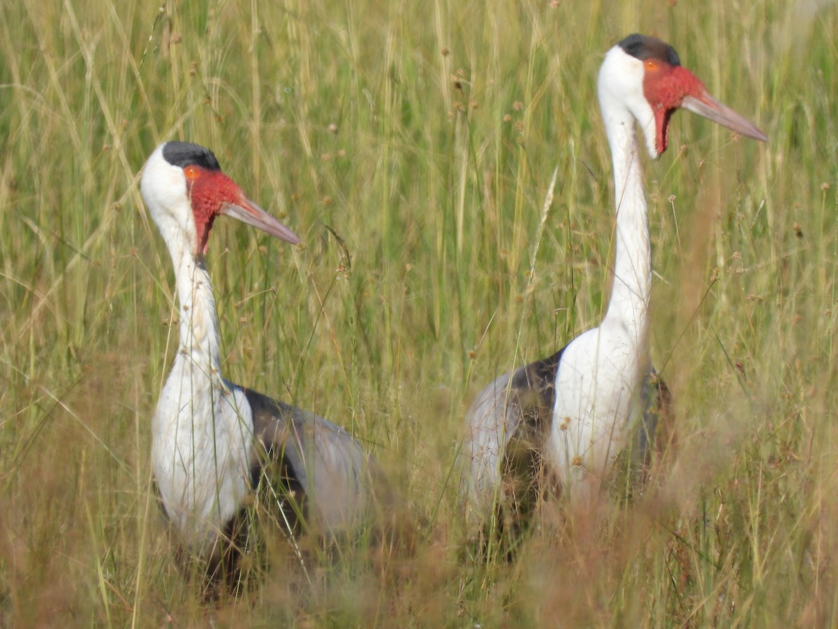 Wattled Crane - ML638031248