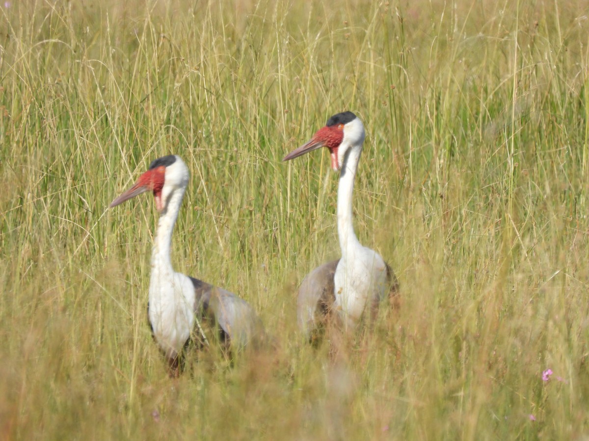 Wattled Crane - ML638031250