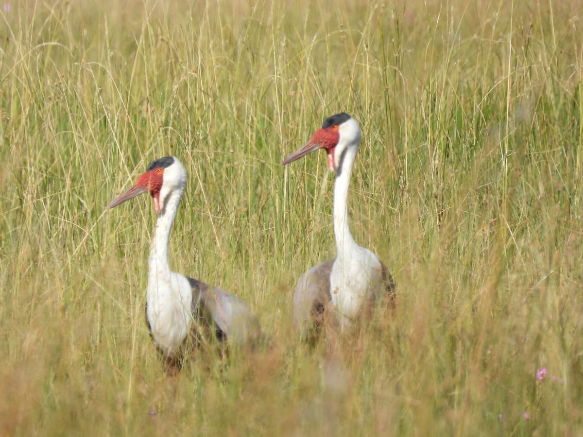 Wattled Crane - ML638031251