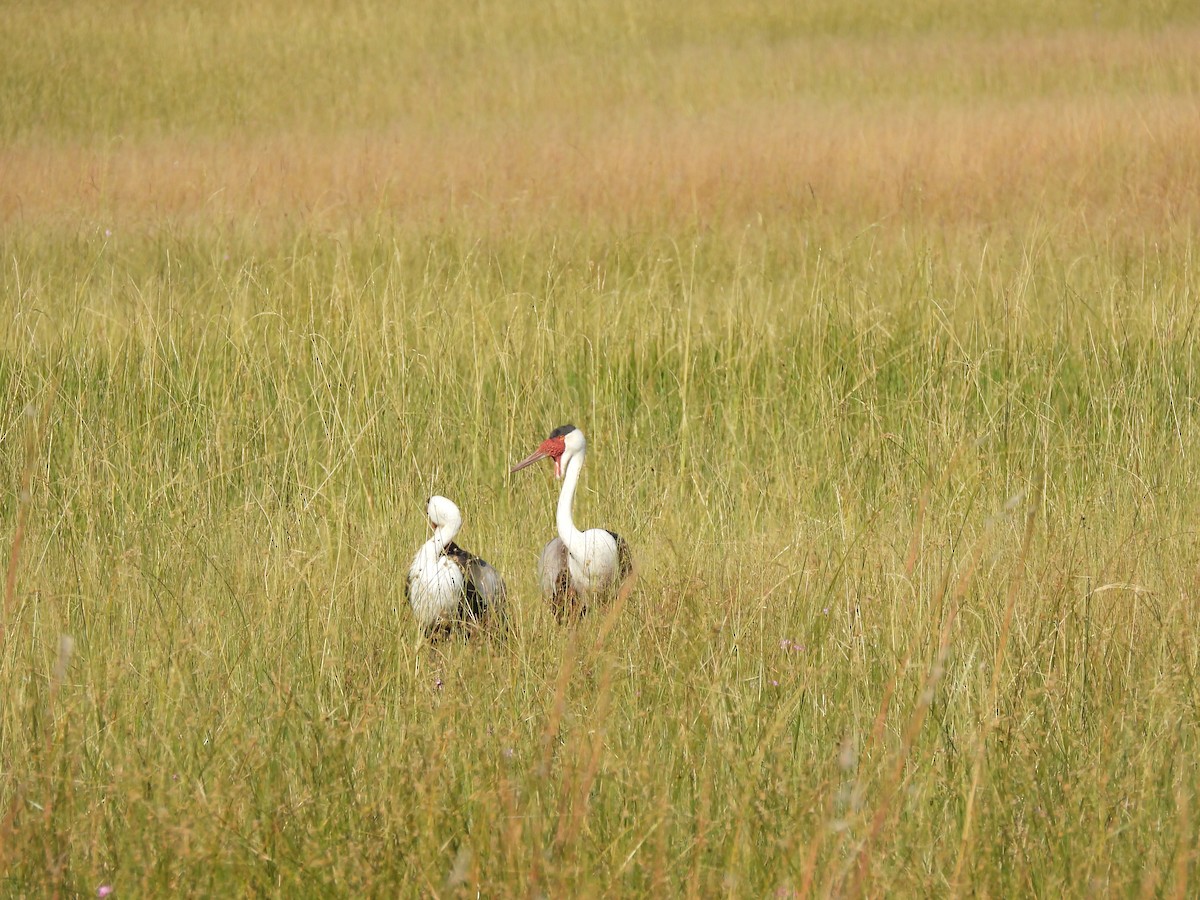 Wattled Crane - ML638031252