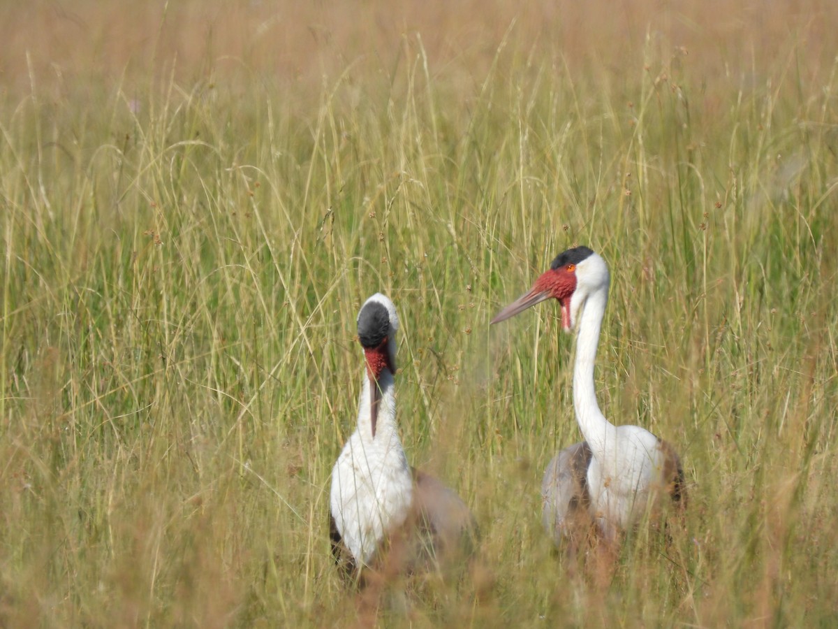 Wattled Crane - ML638031254