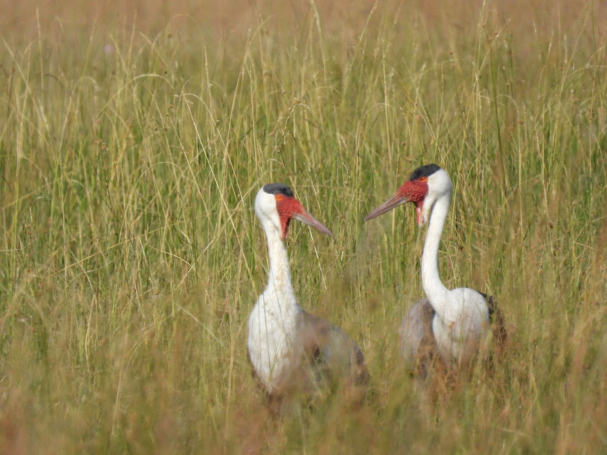 Wattled Crane - ML638031255