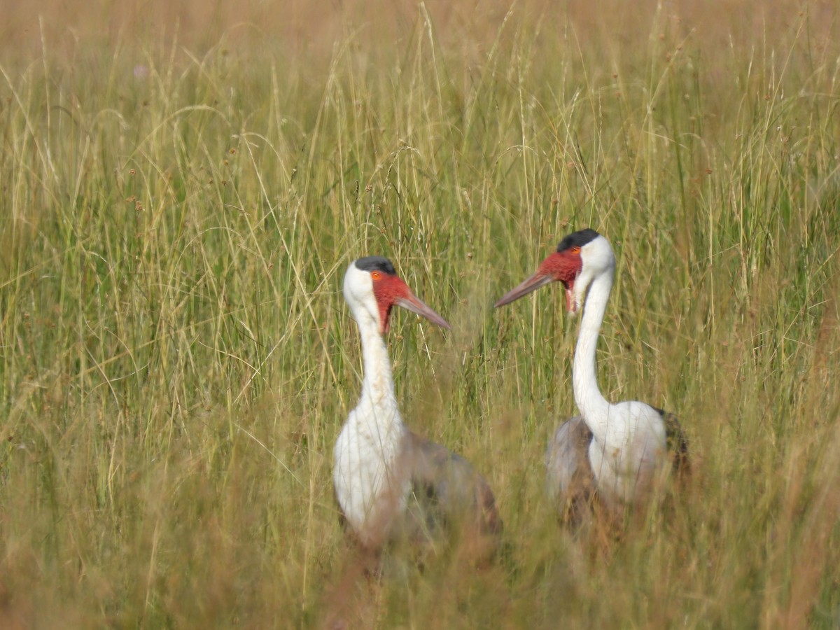 Wattled Crane - ML638031256