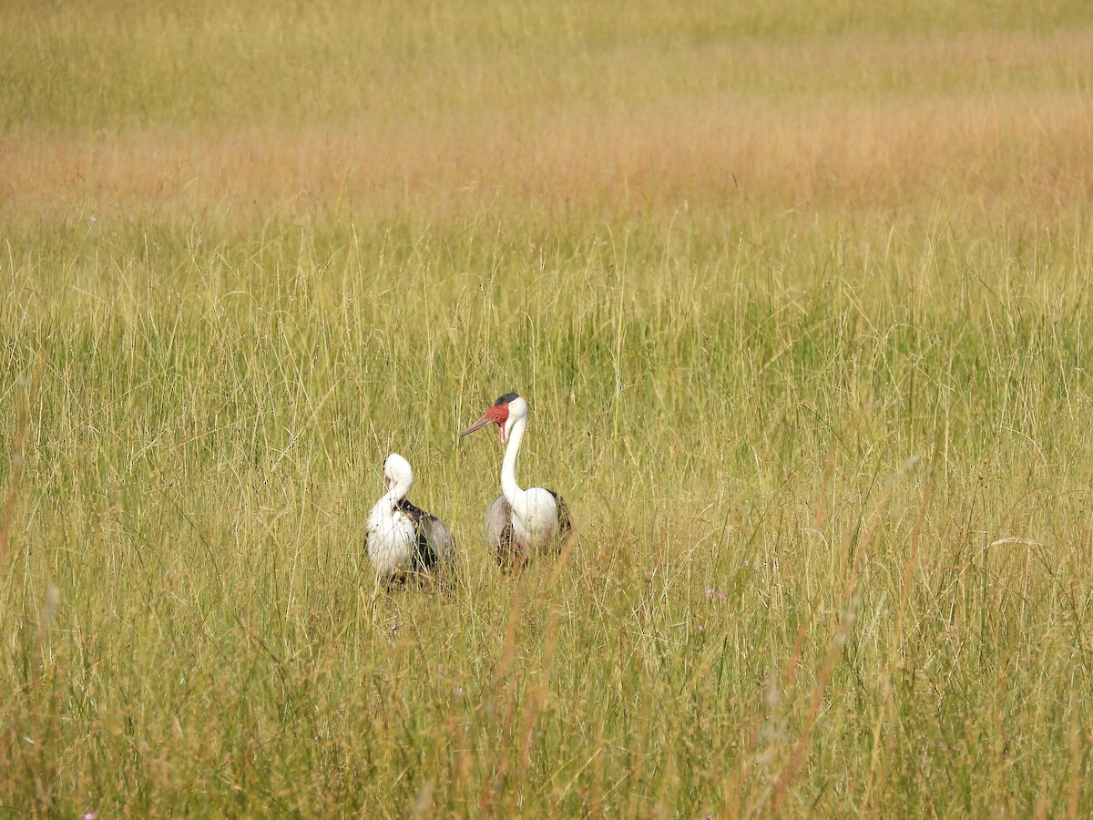 Wattled Crane - ML638031257