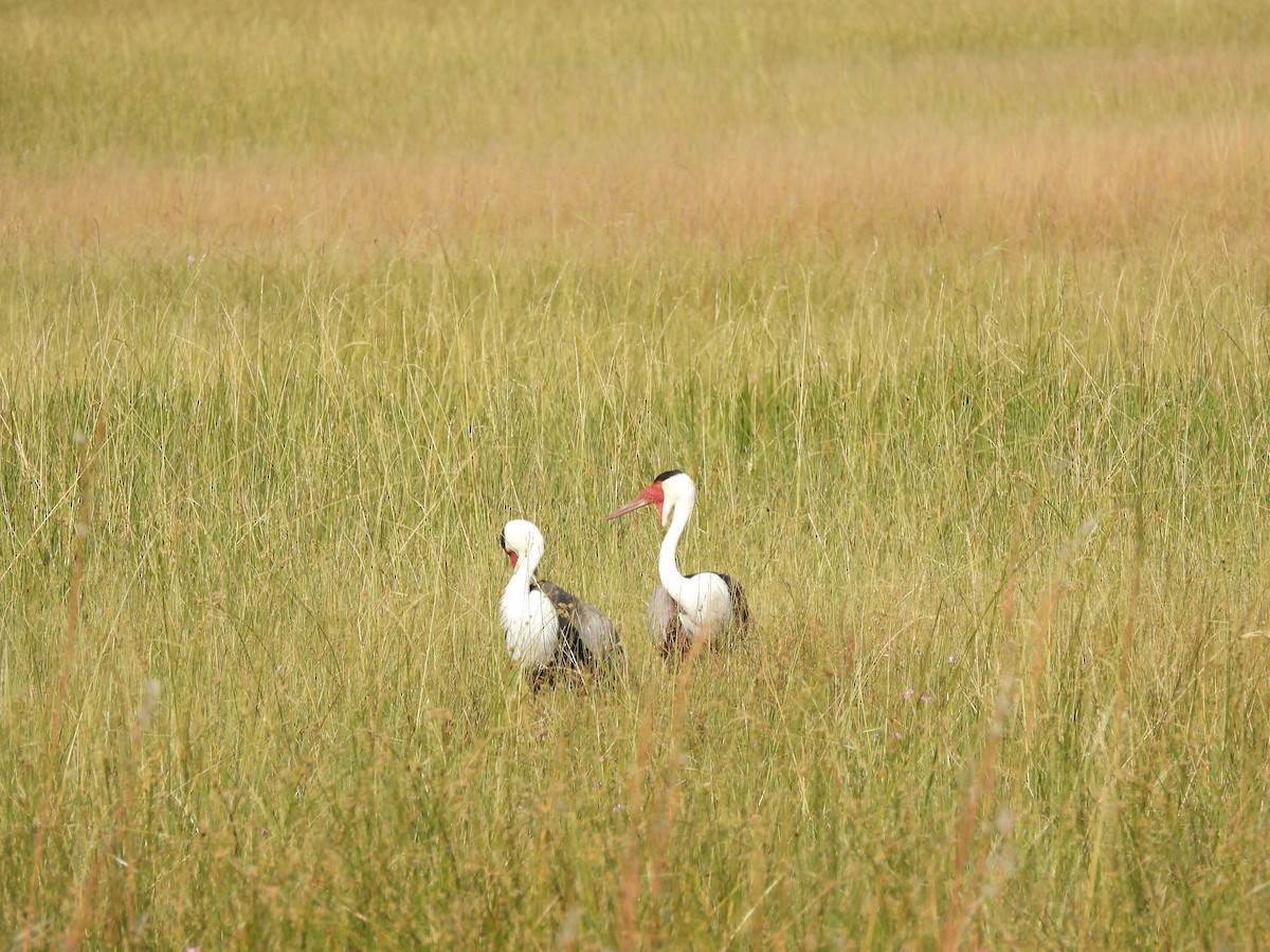 Wattled Crane - ML638031259