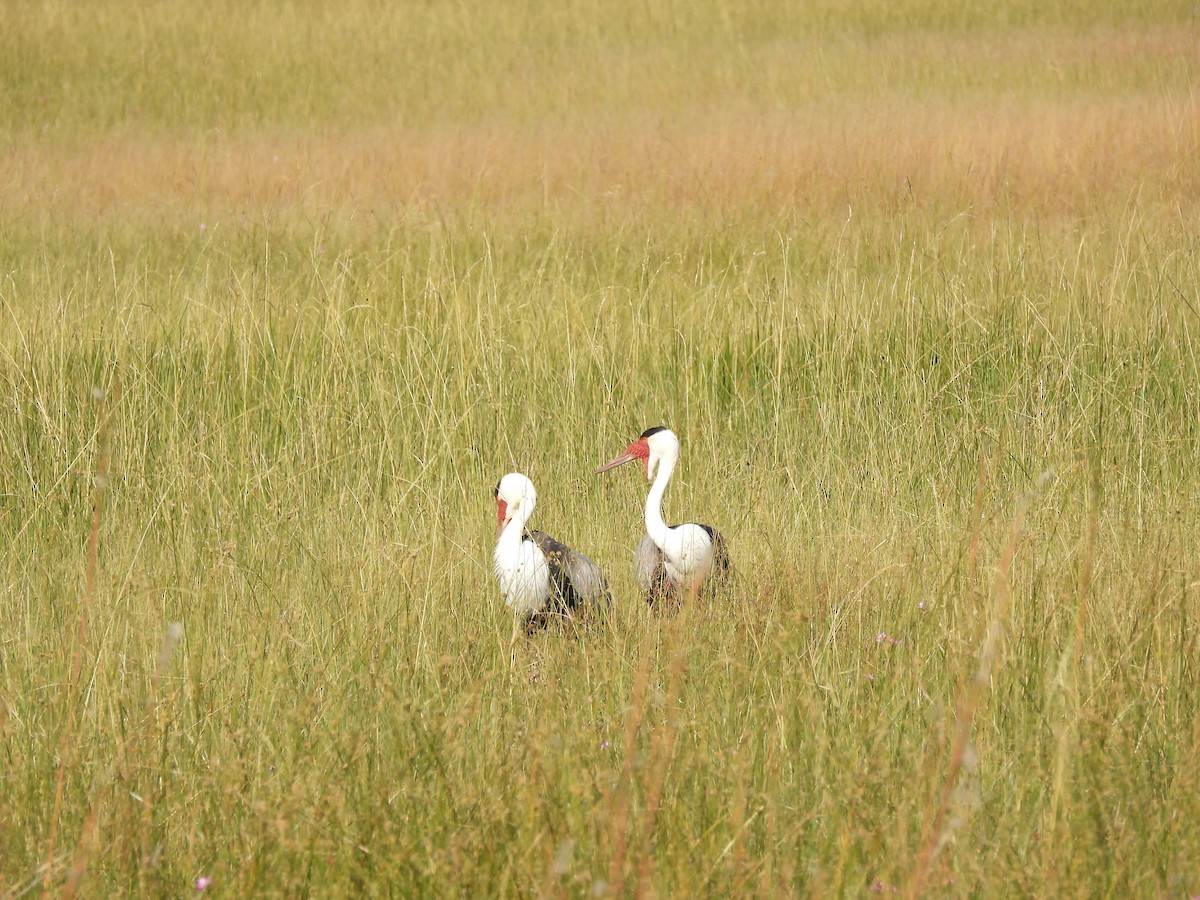 Wattled Crane - ML638031261